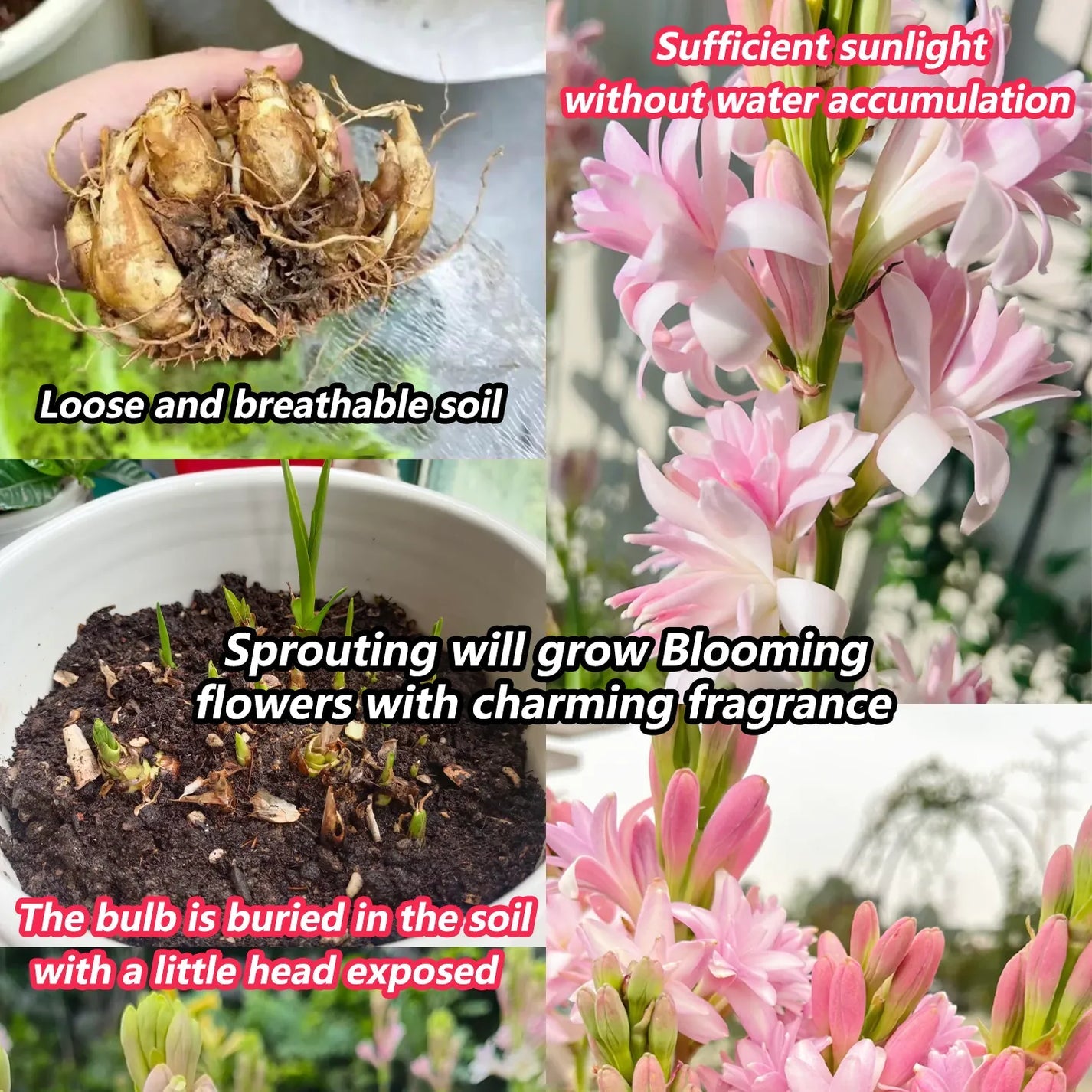 Tuberose 🌸 Bulbs! 🔥+ Plant Growth Supplement FREE🔥