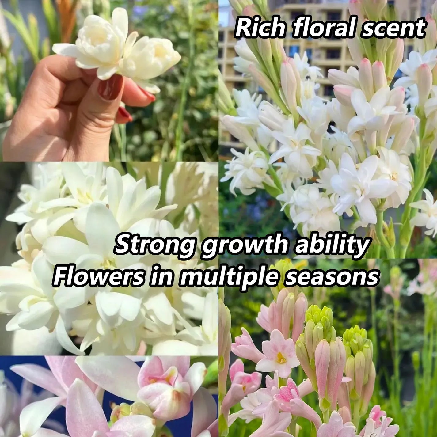 Tuberose 🌸 Bulbs! 🔥+ Plant Growth Supplement FREE🔥
