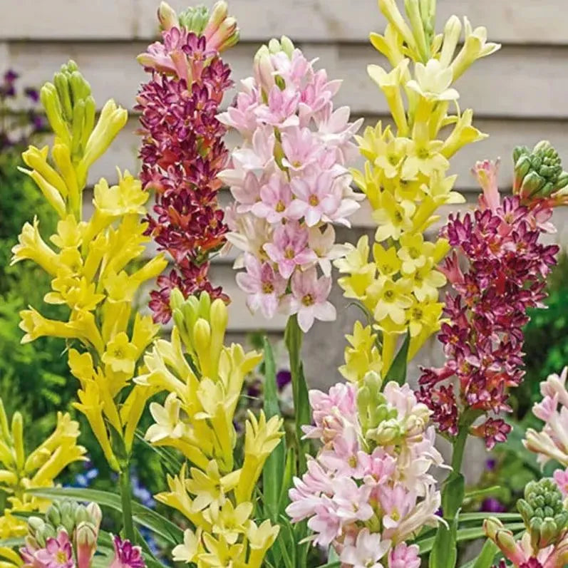Tuberose 🌸 Bulbs! 🔥+ Plant Growth Supplement FREE🔥