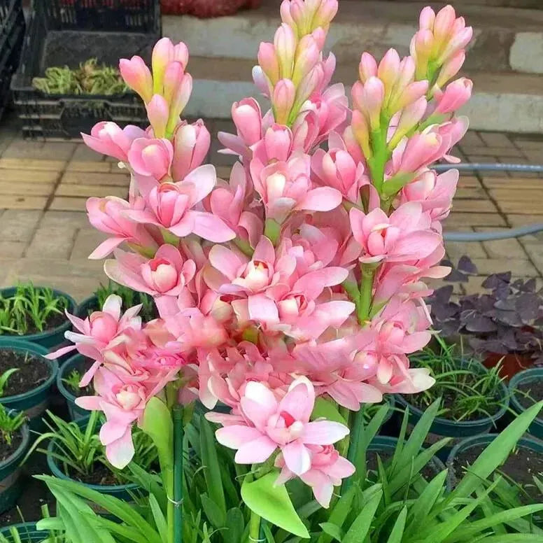 Tuberose 🌸 Bulbs! 🔥+ Plant Growth Supplement FREE🔥