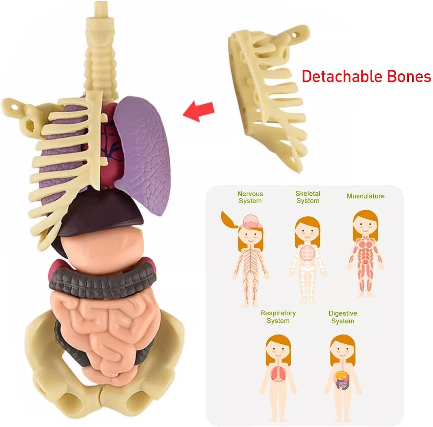 Clear Human Body Structure Model - 37% OFF