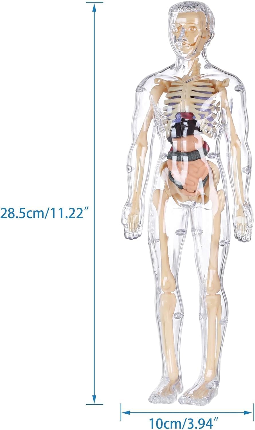 Clear Human Body Structure Model - 37% OFF