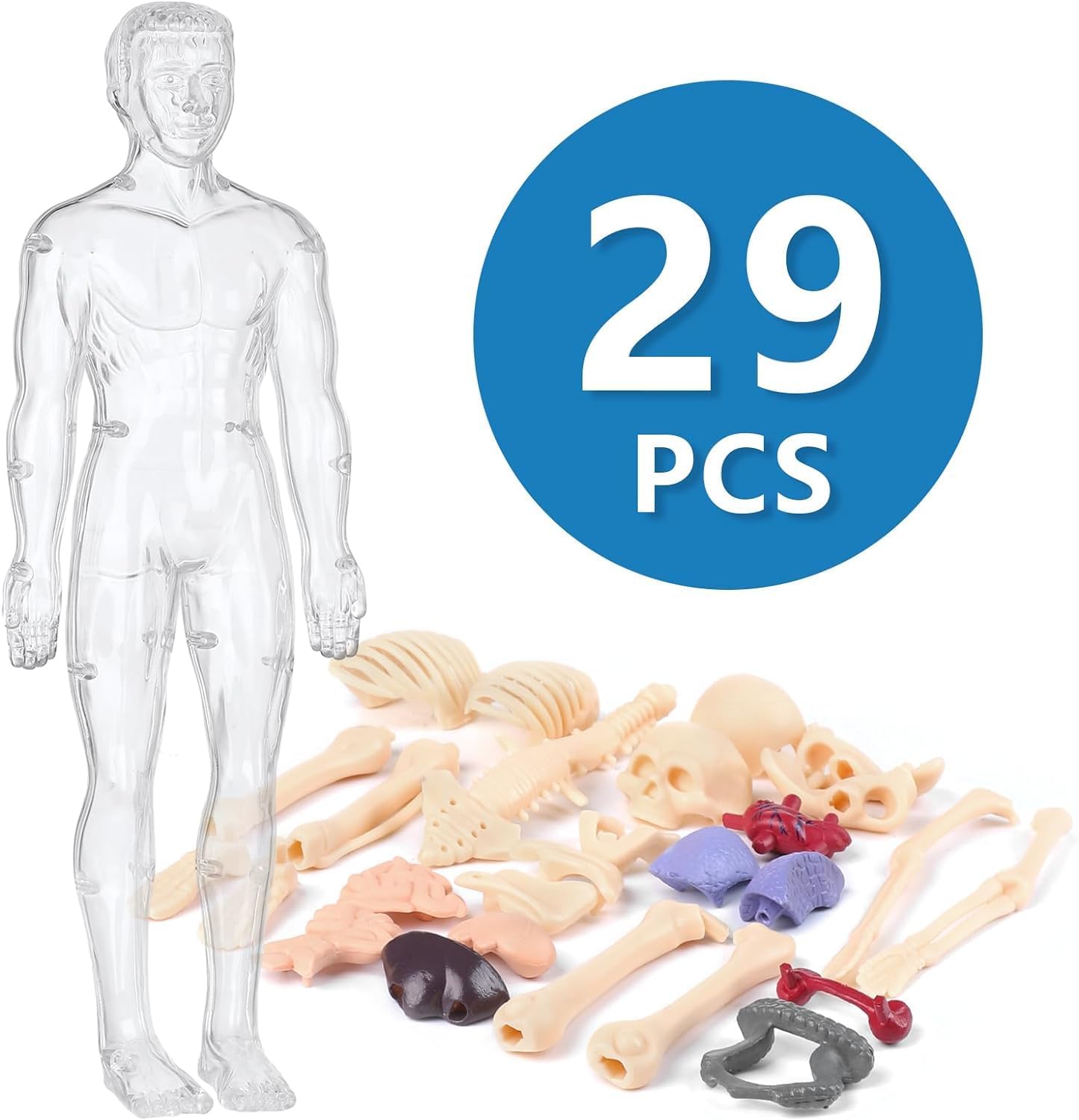 Clear Human Body Structure Model - 37% OFF