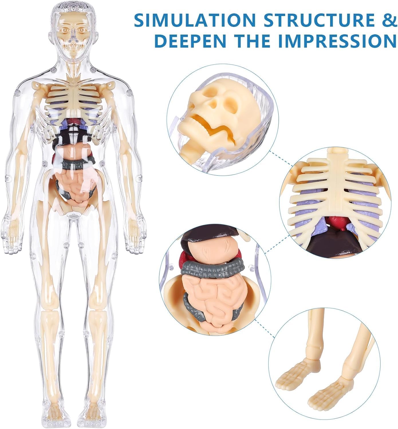 Clear Human Body Structure Model - 37% OFF