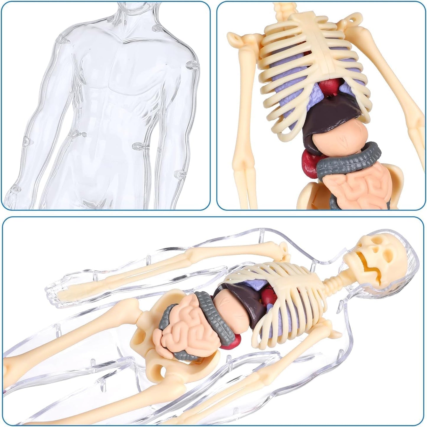 Clear Human Body Structure Model - 37% OFF