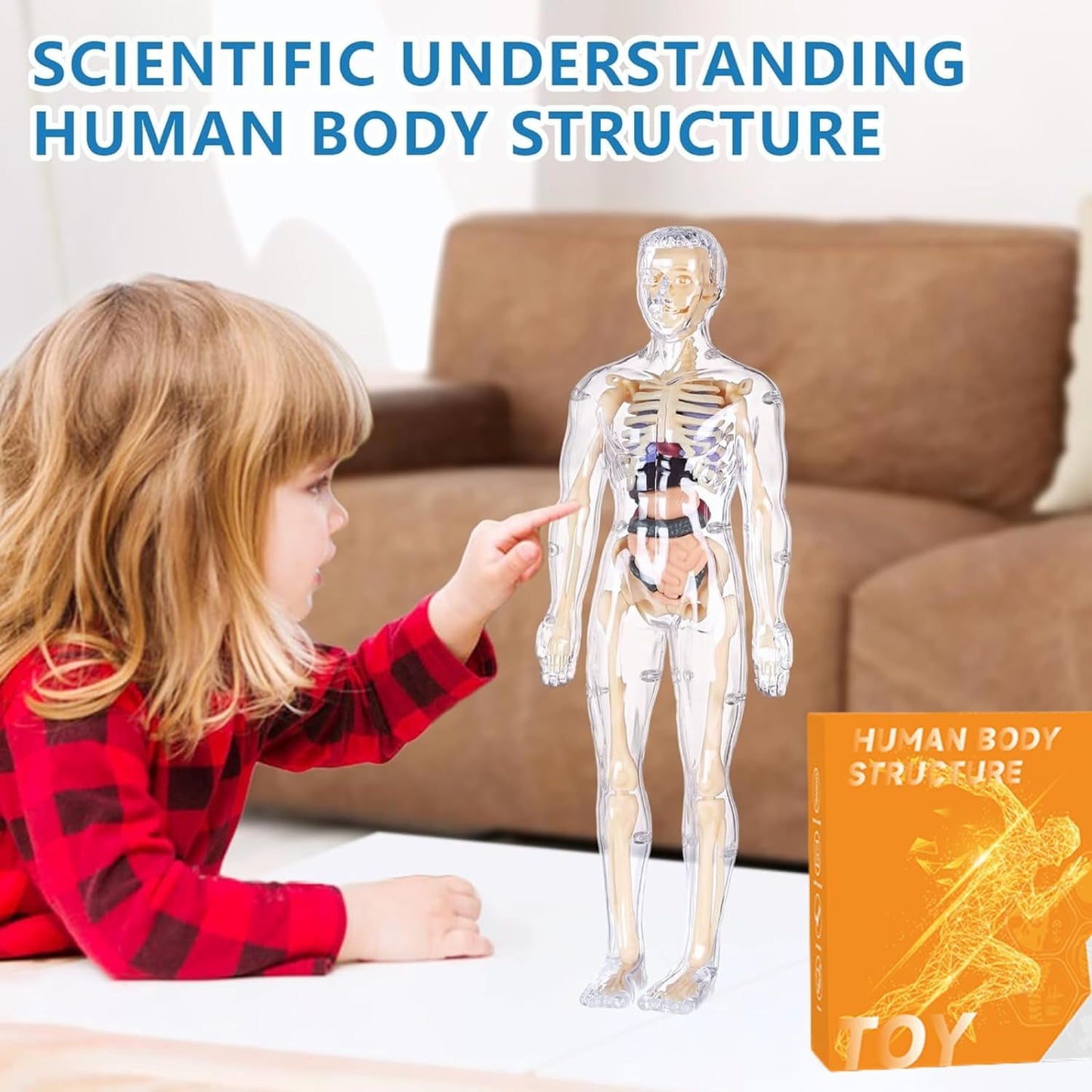 Clear Human Body Structure Model - 37% OFF
