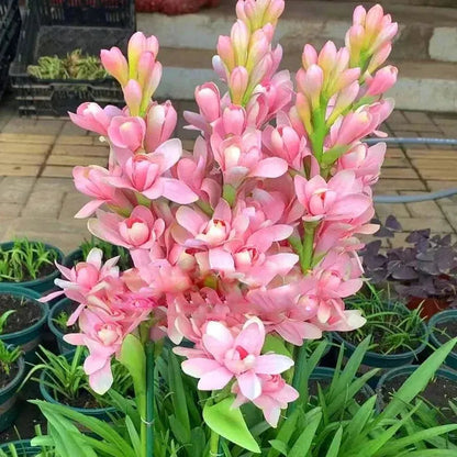 Tuberose 🌸 Bulbs! 🔥+ Plant Growth Supplement FREE🔥