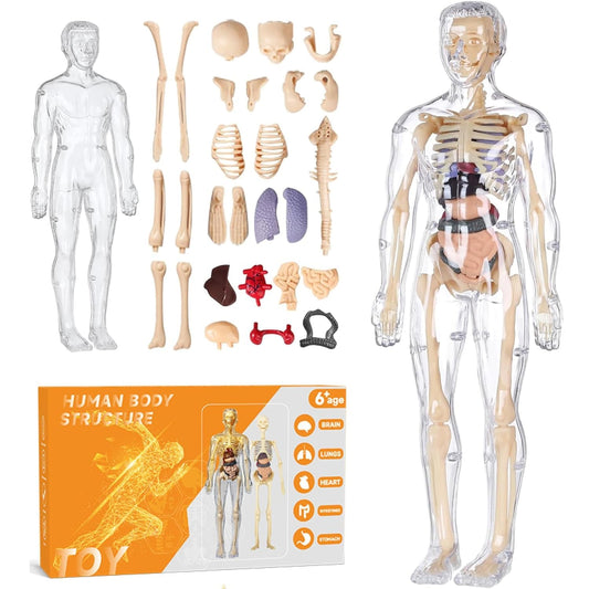 Clear Human Body Structure Model - 37% OFF